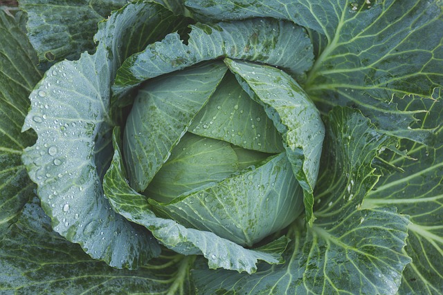 Quel matériel de jardinage est nécessaire pour entretenir un petit jardin ?