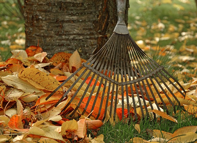 Quand et comment tailler vos plantes dans le jardin ?