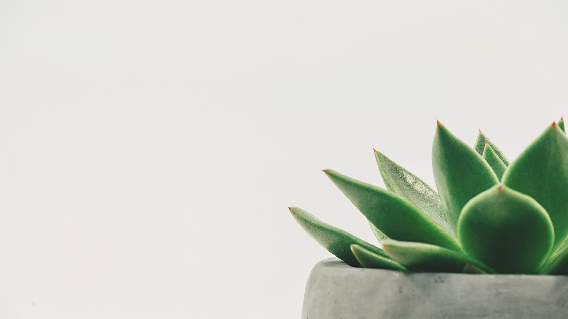 Les billes d'argile : une solution polyvalente pour les cultures d'intérieur et la décoration